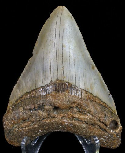 Bargain, Megalodon Tooth - North Carolina #67134